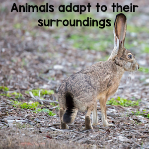 Animals adapt to their surroundings