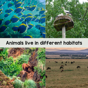 Animals live in different habitats