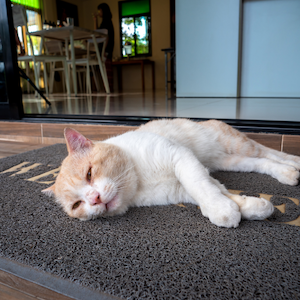 cat on mat