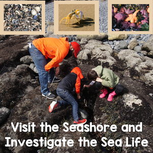 Investigating Sea Life