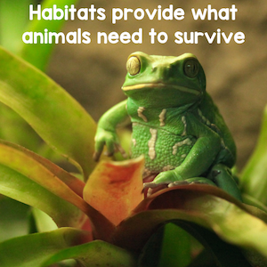 Habitats provide what animals need to survive
