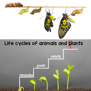 Life cycles of animals and plants