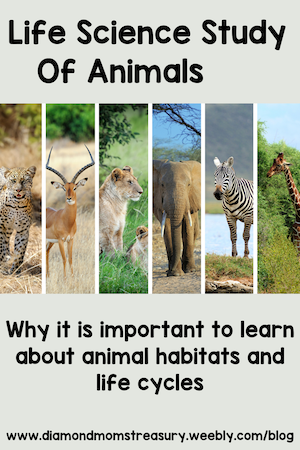 Life science study of animals. Why it is important to learn about animal habitats and life cycles