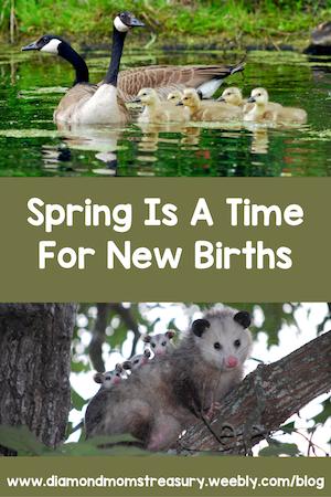 Spring is a time for new births