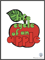 life cycle of an apple