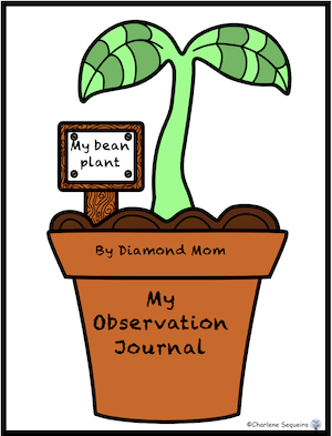 my bean plant observation journal