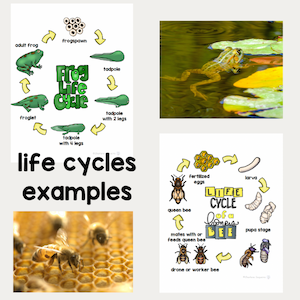 life cycle examples