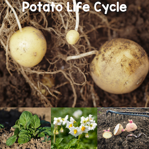 potato life cycle