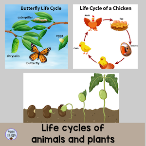 butterfly life cycle, chicken life cycle, plant life cycle