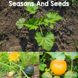 seasons and seeds