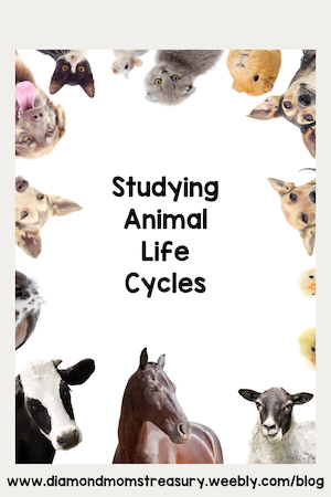 studying animal life cycles