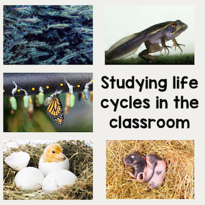 studying life cycles in the classroom
