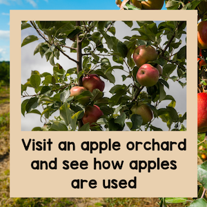 visit an apple orchard and see how apples are used