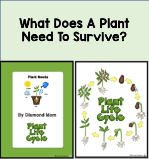 what does a plant need to survive